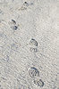 Footsteps in the snow 3