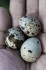 Eggs of patridge 1