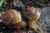 Meeting of the snails 2