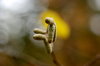 Pitch of Common Hazel