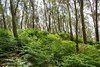 Forest 2