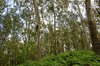 Forest 3
