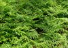 Ferns