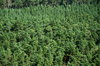 Thickset forest from bird's ey