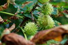 Horse chestnut leaf miner dama