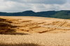 Wind damages on the cornfield