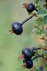 Black fruits of briar