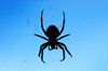 Orb-weaver spider 1