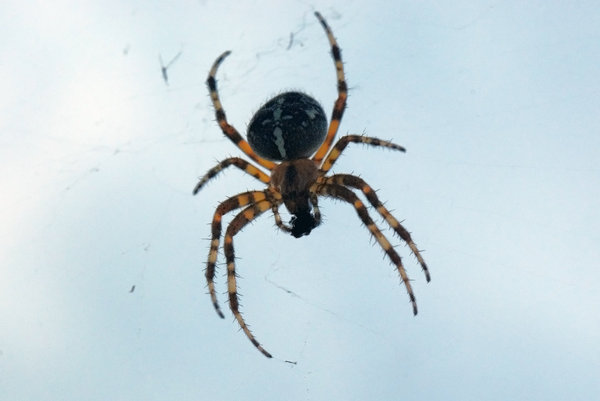 Orb-weaver spider 3: Spider from Araneidae family 