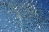Broken glass texture 2