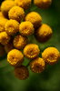 Tanacetum vulgare flowers 1