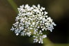 Yarrow (Achillea millefolium)