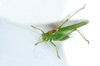 Great Green Bush Cricket
