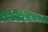 Droplets of clear water