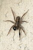 Jumping spider  1