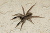 Jumping spider  3