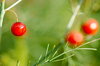Nature colours at autumn 2