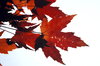 Maple leafs 2