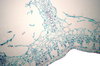 Narcissus  microscopic view of