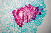 Pear fruit - microscopic view 