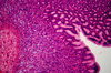 Human's stomach - microscopic 