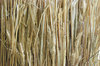Straw texture