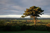 Gower landscape