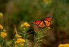 Monarch butterfly 2