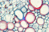 Sunflower leaf - microscopic v