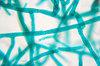 Moss - microscopic view of pro