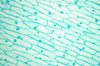 Garlic - microscopic view leaf