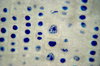 Onion - microscopic view 3