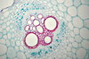 Pumpkin - microscopic view 2