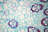 Maize - microscopic view of st