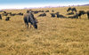 Animals in Masai Mara - Kenya 