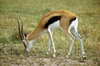 Gazella in Serengeti National 
