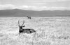 Waterbuck in Masai Mara in Ken