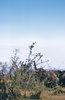 African landscape with wild el