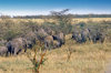 Wild life in african landscape