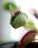 The Venus Flytrap 4