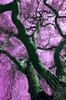 plane tree