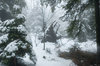 Frozen trees