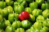 pepper