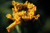 flower_5
