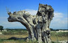 Trunk tree