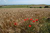 Barley field view