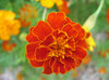 flower-01