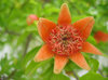 flower-06