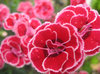 flower-04