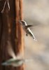 Hummingbird